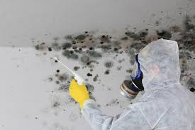 Best Attic Mold Removal  in Merryville, LA